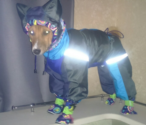 Комбинезон для собак