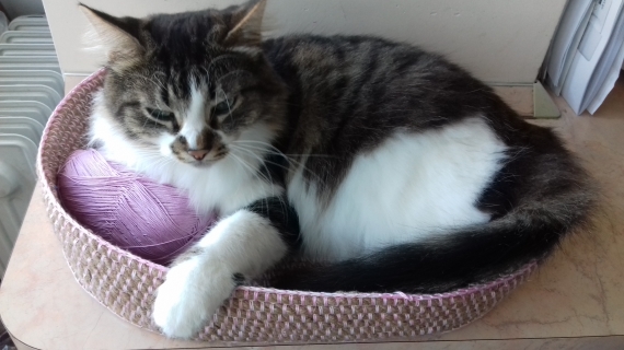 Лежак для кошки