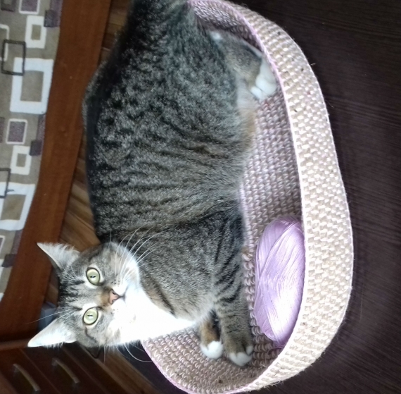 Лежак для кошки