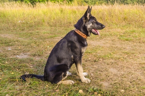 Ошейник ручной работы