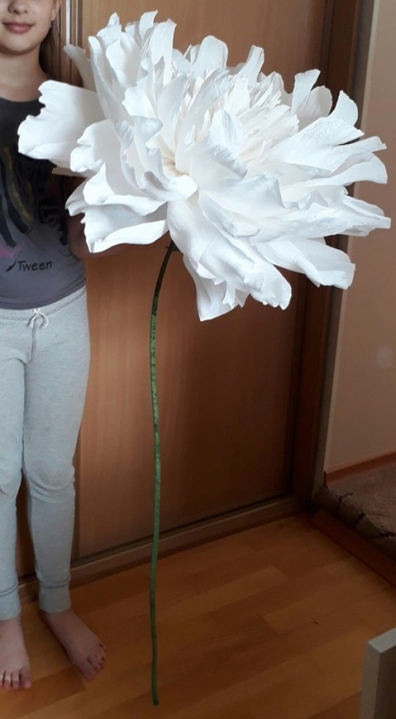 Ростовые цветы.