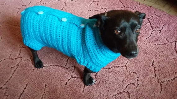 Свитер для собаки на таксу 