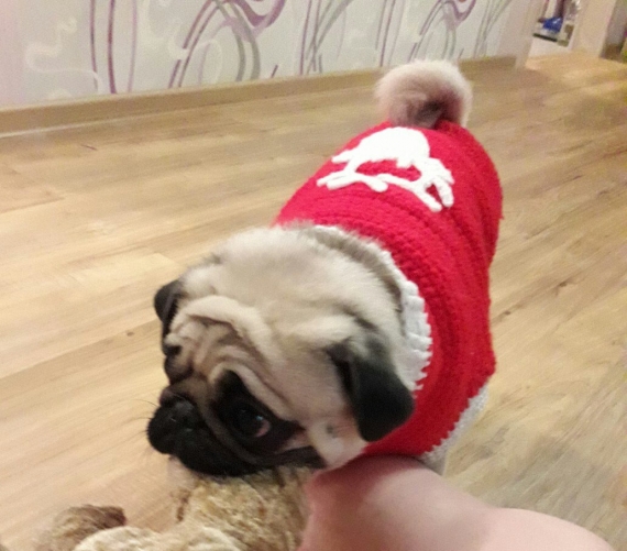 Свитер на Мопса