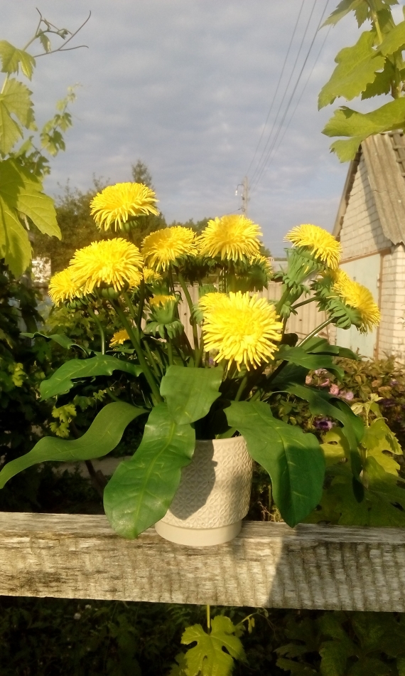 Одуванчики