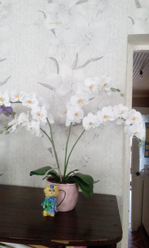 Фаленопсис белый