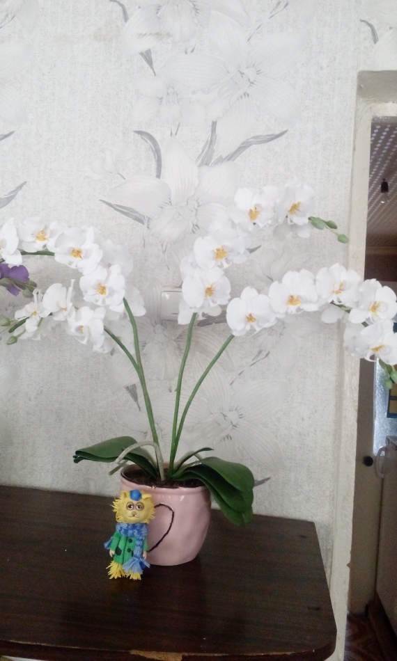 Фаленопсис белый