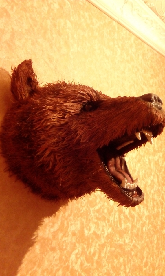 Охотничий трофей " Ревущий медведь"