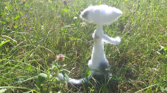 Кот Мухомор