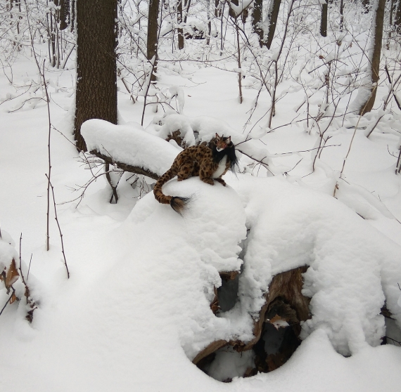 Каркасная игрушка. Парлог