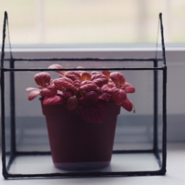 флорариум HOME