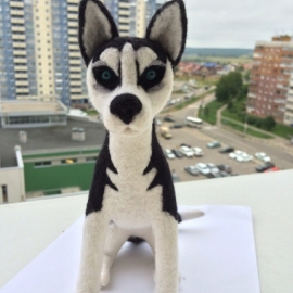 собака Хаски