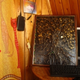 Денежное дерево