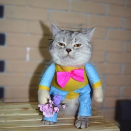 Прикольная одежда для кошек и собак.