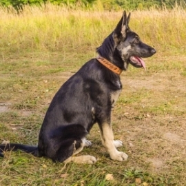 Ошейник ручной работы