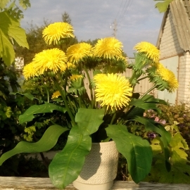 Одуванчики