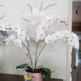 Фаленопсис белый