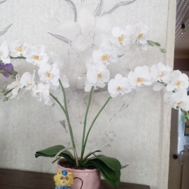 Фаленопсис белый