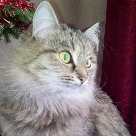 Экосумка, шоппер