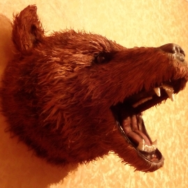 Охотничий трофей " Ревущий медведь"