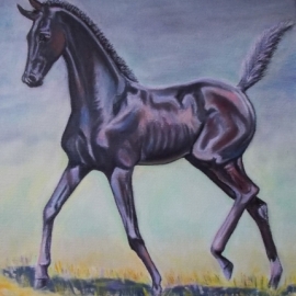 Игривыи жеребёнок.