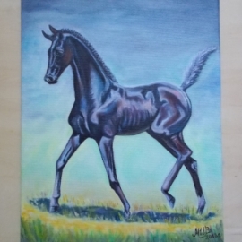 Игривыи жеребёнок.