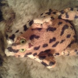 Лео Лео леопард