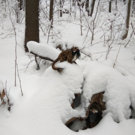 Каркасная игрушка. Парлог